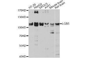 Western blot analysis of extracts of various cell lines, using LGR5 antibody (ABIN4904225) at 1:3000 dilution. (LGR5 anticorps)