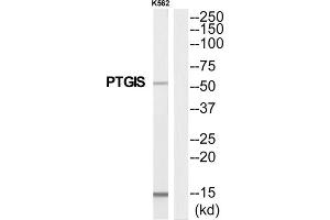 Western Blotting (WB) image for anti-Prostaglandin I2 (Prostacyclin) Synthase (PTGIS) (Internal Region) antibody (ABIN1852636) (PTGIS anticorps  (Internal Region))