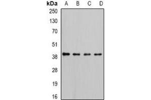 Western blot analysis of RFC4 expression in Hela (A), K562 (B), HepG2 (C), MCF7 (D) whole cell lysates. (RFC4 anticorps)