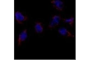 Immunofluorescence analysis of Bmp7 Antibody (N-term) (ABIN388457 and ABIN2848828) in HeLa cells. (BMP7 anticorps  (N-Term))