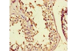 Immunohistochemistry of paraffin-embedded human testis tissue using ABIN7159136 at dilution of 1:100 (MED25 anticorps  (AA 112-140))