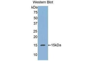 Detection of Recombinant REG3a, Human using Monoclonal Antibody to Regenerating Islet Derived Protein 3 Alpha (REG3a) (REG3A anticorps  (AA 40-164))