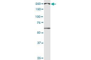 DIDO1 monoclonal antibody (M04), clone 3B1. (DIDO1 anticorps  (AA 321-420))