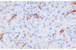 Immunohistochemistry of paraffin-embedded Mouse pancreas using Phospho-eNOS(S1177) Polyclonal Antibody at dilution of 1:200 (40x lens). (ENOS anticorps  (pSer1177))