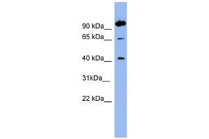 NTSR1 antibody used at 1 ug/ml to detect target protein. (NTSR1 anticorps)