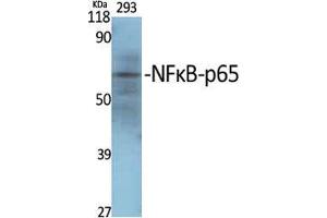 Western Blot (WB) analysis of specific cells using NFkappaB-p65 Polyclonal Antibody. (NF-kB p65 anticorps  (Thr70))