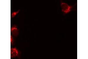 ABIN6277084 staining 293 by IF/ICC. (Osteoprotegerin anticorps  (Internal Region))