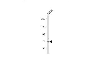 Anti-HBS1L Antibody (Center) at 1:2000 dilution + Jurkat whole cell lysate Lysates/proteins at 20 μg per lane. (HBS1L anticorps  (AA 460-486))