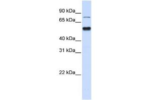 WB Suggested Anti-ZNF773 Antibody Titration:  0. (ZNF773 anticorps  (N-Term))