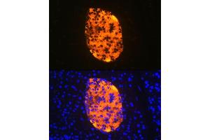 Immunofluorescence analysis of mouse pancreas using Chromogranin A Rabbit mAb (ABIN7266366) at dilution of 1:100 (40x lens). (Chromogranin A anticorps)