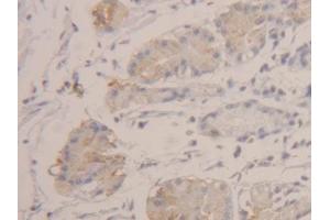 DAB staining on IHC-P; Samples: Human Stomach Tissue (HEXB anticorps  (AA 315-456))
