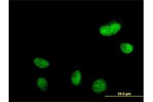Immunofluorescence of purified MaxPab antibody to N-PAC on HeLa cell. (GLYR1 anticorps  (AA 1-484))