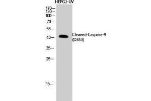 Western Blot (WB) analysis of HepG2-UV cells using Cleaved-Caspase-9 (D353) Polyclonal Antibody. (Caspase 9 anticorps  (Asp353, cleaved))