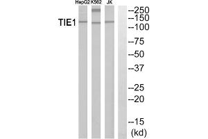 Western blot analysis of extracts from HepG2 cells, K562 cells and Jurkat cells, using TIE1 antibody. (TIE1 anticorps  (Internal Region))