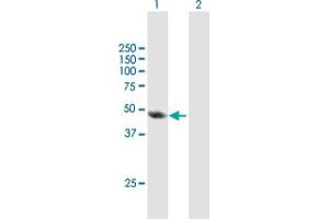 Western Blot analysis of TAF6L expression in transfected 293T cell line by TAF6L MaxPab polyclonal antibody. (TAF6L anticorps  (AA 1-459))