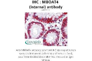 Image no. 1 for anti-Membrane Bound O-Acyltransferase Domain Containing 4 (MBOAT4) (Internal Region) antibody (ABIN1736801) (MBOAT4 anticorps  (Internal Region))