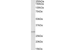(ABIN238608) (1 μg/mL) staining of Mouse Heart ysate (35 μg protein in RIPA buffer).