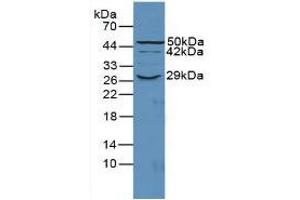 Figure. (CD55 anticorps  (AA 47-286))