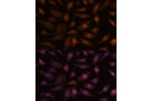 Immunofluorescence analysis of L929 cells using EEF1E1 antibody (ABIN7267023) at dilution of 1:100.