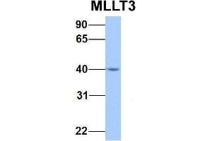 Host:  Rabbit  Target Name:  MLLT3  Sample Type:  Human Fetal Brain  Antibody Dilution:  1.