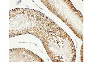 IHC-P: Bub3 antibody testing of rat testis tissue (BUB3 anticorps  (Middle Region))
