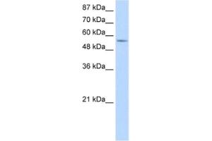 Western Blotting (WB) image for anti-DEAD (Asp-Glu-Ala-Asp) Box Polypeptide 47 (DDX47) antibody (ABIN2462366) (DDX47 anticorps)