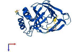 AlphaFold protein structure predicition of Human Recombinant CDO1 Protein, UniprotID Q16878