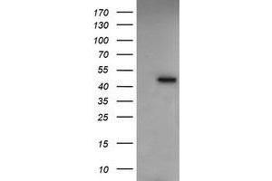 Image no. 4 for anti-Ras Association (RalGDS/AF-6) Domain Family (N-terminal) Member 8 (RASSF8) antibody (ABIN1500620) (RASSF8 anticorps)