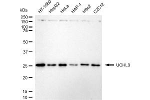 anti-Ubiquitin Carboxyl-terminal Esterase L3 (Ubiquitin Thiolesterase) (Uchl3) antibody