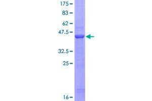 Image no. 1 for Caprin Family Member 2 (CAPRIN2) (AA 1-158) protein (GST tag) (ABIN1348008)