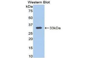 Western Blotting (WB) image for anti-Calpain 1, Large Subunit (CAPNL1) (AA 426-676) antibody (ABIN1858230) (CAPNL1 anticorps  (AA 426-676))