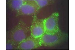 Image no. 1 for anti-Jagged 1 (JAG1) (AA 110-125) antibody (ABIN401024) (JAG1 anticorps  (AA 110-125))
