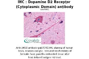 Image no. 1 for anti-Dopamine Receptor D2 (DRD2) (3rd Cytoplasmic Domain) antibody (ABIN1733734) (Dopamine d2 Receptor anticorps  (3rd Cytoplasmic Domain))