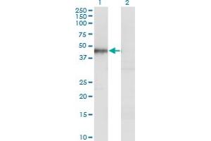 Western Blot analysis of HOMER1 expression in transfected 293T cell line by HOMER1 monoclonal antibody (M13), clone 2F8. (HOMER1 anticorps  (AA 1-354))