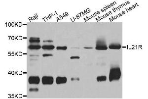 Western blot analysis of extracts of various cell lines, using IL21R antibody. (IL21 Receptor anticorps  (AA 20-240))