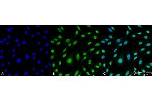 Immunocytochemistry/Immunofluorescence analysis using Mouse Anti-HO-1 (Rat) Monoclonal Antibody, Clone 6B8-2F2 . (HMOX1 anticorps  (HRP))