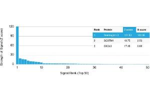 Analysis of Protein Array containing more than 19,000 full-length human proteins using Desmoglein-3 Mouse Monoclonal Antibody (DSG3/2840) Z- and S- Score: The Z-score represents the strength of a signal that a monoclonal antibody (MAb) (in combination with a fluorescently-tagged anti-IgG secondary antibody) produces when binding to a particular protein on the HuProtTM array. (Desmoglein 3 anticorps  (AA 379-491))