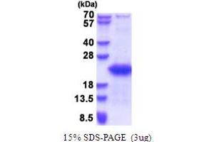 SDS-PAGE (SDS) image for Gametocyte Specific Factor 1 (GTSF1) (AA 1-167) protein (His tag) (ABIN5853638) (GTSF1 Protein (AA 1-167) (His tag))
