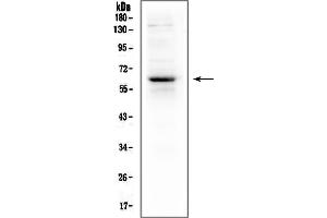 Western blot analysis of T-bet using anti-T-bet antibody (ABIN3042957).