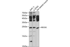 Western blot analysis of extracts of various cell lines, using REG3G antibody (ABIN3023037, ABIN3023038, ABIN3023039 and ABIN6219359) at 1:1000 dilution. (REG3g anticorps)