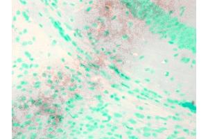 Immunohistochemistry analysis using Mouse Anti-KCNQ1 Monoclonal Antibody, Clone N37A/10 (ABIN361766).