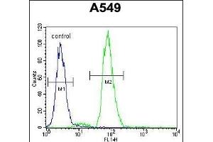 RAD17 Antibody (Center) (ABIN655646 and ABIN2845122) flow cytometric analysis of A549 cells (right histogram) compared to a negative control cell (left histogram). (RAD17 anticorps  (AA 218-246))