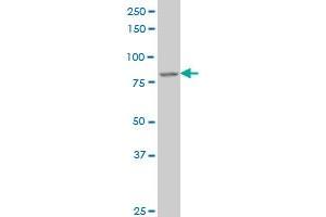 DAZ1 monoclonal antibody (M01), clone 3G10.