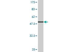 Western Blot detection against Immunogen (51.
