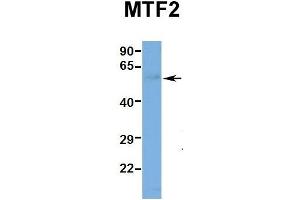 Hum. (MTF2 anticorps  (Middle Region))