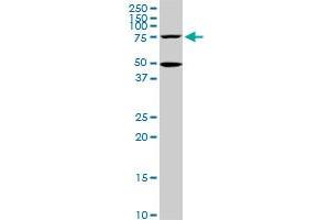 HSGT1 monoclonal antibody (M02), clone 1E5. (ECD/SGT1 anticorps  (AA 1-644))