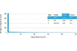 Analysis of Protein Array containing more than 19,000 full-length human proteins using BMI1 Mouse Monoclonal Antibody (BMI1/2823) Z- and S- Score: The Z-score represents the strength of a signal that a monoclonal antibody (MAb) (in combination with a fluorescently-tagged anti-IgG secondary antibody) produces when binding to a particular protein on the HuProtTM array. (BMI1 anticorps  (AA 142-326))