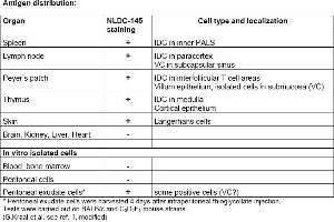 Rat anti CD205 / DEC-205 / LY75 NLDC145 (LY75/DEC-205 anticorps  (Biotin))