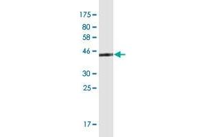 Western Blot detection against Immunogen (42.