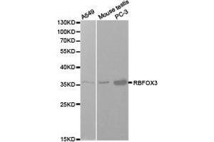 Western Blotting (WB) image for anti-RNA Binding Protein, Fox-1 Homolog 3 (RBFOX3) antibody (ABIN1874561) (NeuN anticorps)